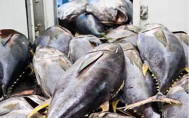 Xuất khẩu cá ngừ đóng hộp giảm một nửa trong tháng 4/2025- Ảnh 1. Xuất khẩu cá ngừ đóng hộp giảm một nửa trong tháng 4/2025- Ảnh 1.